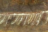 Fossil Fern (Pecopteris) - Mazon Creek #121027-1